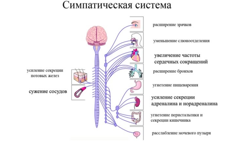 симпатическая нервная система