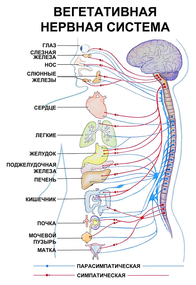 Соматоформная дисфункция вегетативной нервной системы
